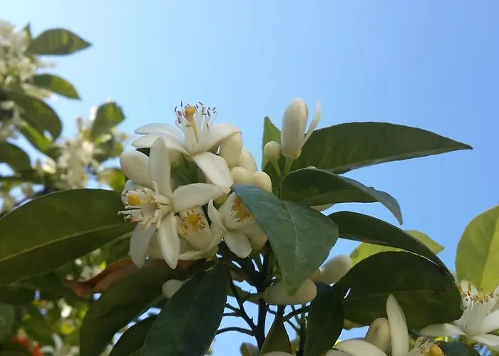 מלון דירות Meis