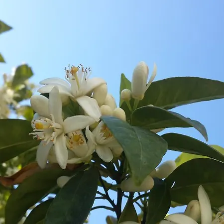 شقة فندقية Meis